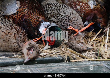 Tote Vögel Stockfoto