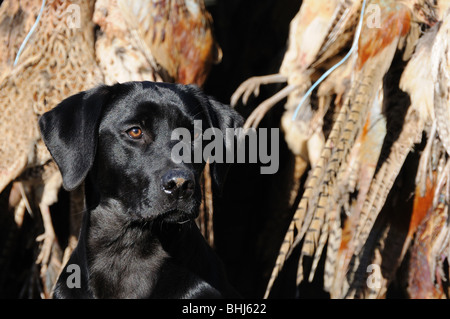 Ein schwarzer Labrador sitzt in einem Fahrzeug mit Toten Fasane Stockfoto