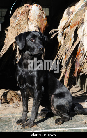 Ein schwarzer Labrador sitzt in einem Fahrzeug mit Toten Fasane Stockfoto