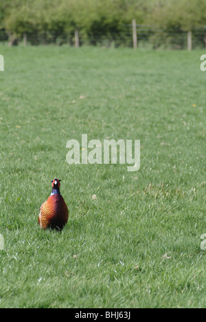 Ein Fasan Stockfoto