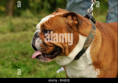 Bulldog Stockfoto