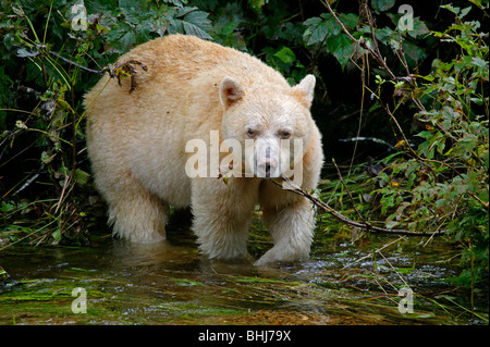 Kermode Bär oder Geist Bär (Ursus Americanus Kermodei) auf einem abgelegenen Strom im Norden von British Columbia, Kanada, in der Nähe von Gribble Insel Stockfoto