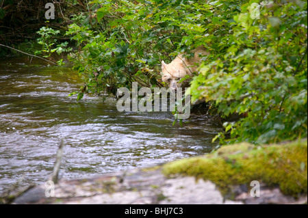 Kermode Bär oder Geist Bär (Ursus Americanus Kermodei) auf einem abgelegenen Strom im Norden von British Columbia, Kanada, in der Nähe von Gribble Insel Stockfoto