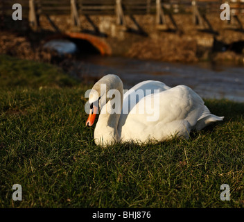 Swan Stockfoto