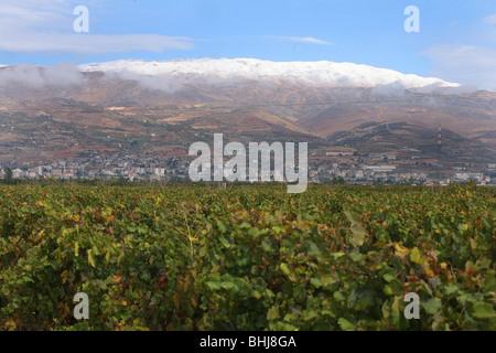 WEINBERG IN DER BEKAA EBENE, LIBANON Stockfoto