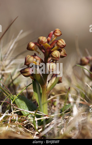 Frog Orchid - Coeloglossum viride Stockfoto