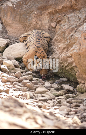 Eine Erwachsene männliche Tiger Durst in Ranthambore Tiger Reserve, Indien. (Panthera Tigris) Stockfoto