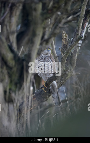 Eurasian Sparrowhawk Accipiter Nisus in der Hecke thront Stockfoto