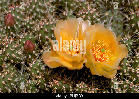 Spröde Feigenkaktus (Opuntia Fragilis) - wilde Blumen / Wildblumen blühen im Frühjahr, BC, Britisch-Kolumbien, Kanada Stockfoto