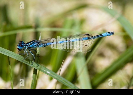 Seitenansicht von einem männlichen südlichen Damselfly Coenagrion Mercuriale, New Forest, England. Stockfoto