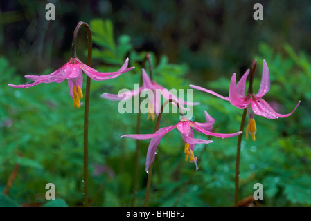 Fawn Lily (Erythronium Revolutum) in voller Blüte - wilde Blumen rosa / Wildblumen blühen im Frühjahr, BC, Britisch-Kolumbien, Kanada Stockfoto