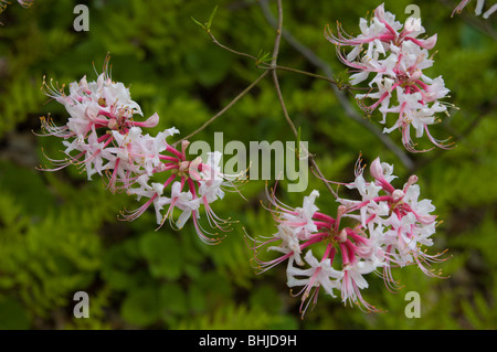 Rosa, weißen und roten Azalee blüht im Frühjahr Stockfoto