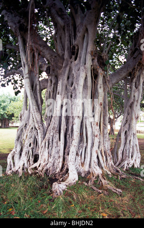 Banyan-Baum / Feigenbaum (Ficus Feige) und Wurzeln, Insel Oahu, Hawaii, USA, Vereinigte Staaten Stockfoto