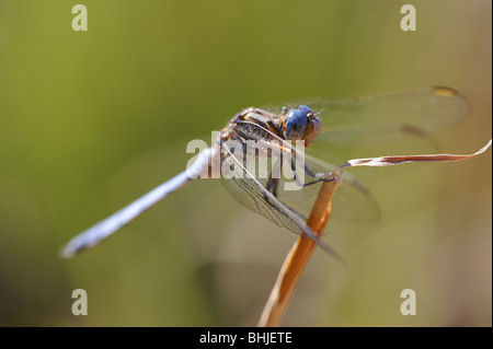 Dragonfly gehockt Stockfoto