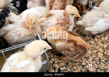 sehr flauschige Küken zum Verkauf im Freien bei Tlacolula Sonntagsmarkt im Bundesstaat Oaxaca Mexico Stockfoto