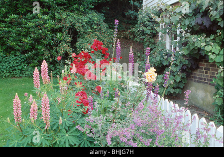 Rosa Lupinen mit roten Rosen und lila Katzenminze im Sommer Grenze neben weißen Lattenzaun im Bauerngarten Stockfoto