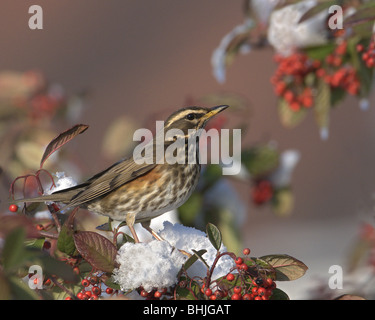 ROTDROSSEL TURDUS ILIACUS THRONT AUF ZWEIG FÜTTERUNG AUF ROTE WINTER BEEREN IM SCHNEE Stockfoto