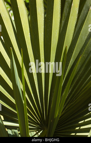Palmwedel im Frühjahr, North Carolina Botanical Garden, Chapel Hill, NC, USA Stockfoto