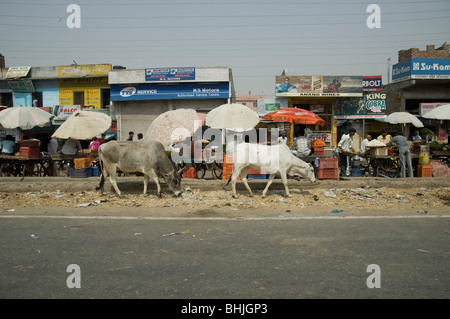 Zwei Kühe und Ständen entlang einer Autobahn am Stadtrand von Neu-Delhi, Indien. Stockfoto