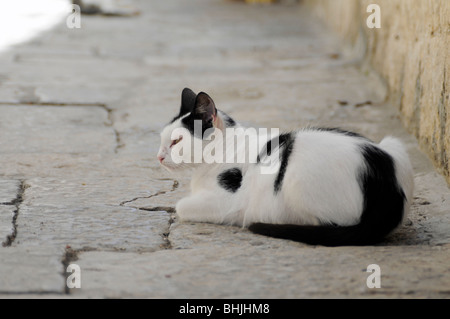 Katze in einer Straße von Korčula (Kroatien) Stockfoto