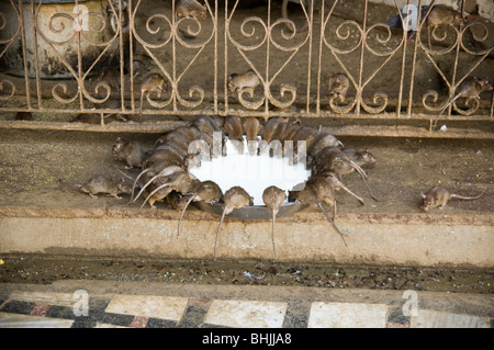 Ratten trinken Milch im Karni Mata Tempel in Deshnoke, Indien. Ratten sind hier geehrt. Stockfoto