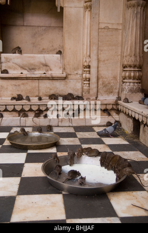 Ratten trinken Milch im Karni Mata Tempel in Deshnoke, Indien. Ratten sind hier geehrt. Stockfoto