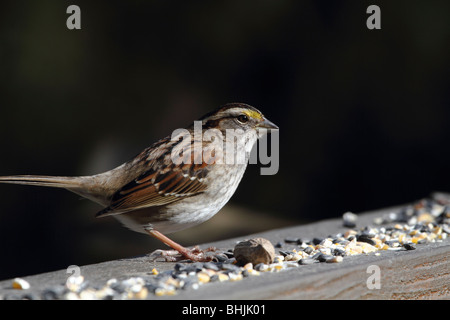 Weiß – Throated Spatz, Zonotrichia albicollis Stockfoto