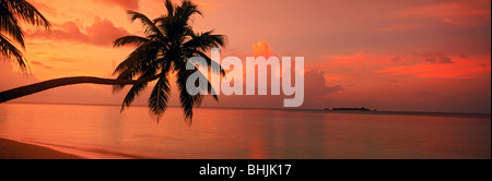 Palme bei Sonnenaufgang über Sandstrand und den Indischen Ozean auf Fihalhohi Insel Malediven gespannt. Stockfoto