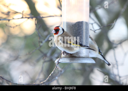 Goldfink füttert niger-Samen im Vogelfutterhäuschen Stockfoto