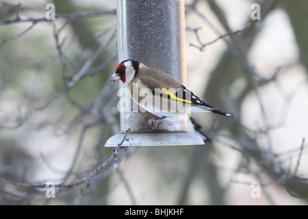 Goldfink füttert niger-Samen im Vogelfutterhäuschen Stockfoto