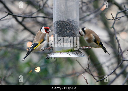 Zwei Goldfinken füttern niger-Samen in einem Vogelfutterhäuschen Stockfoto