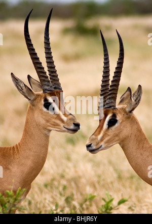 Grant es Gazelle, Tsavo East Nationalpark, Kenia, Afrika Stockfoto