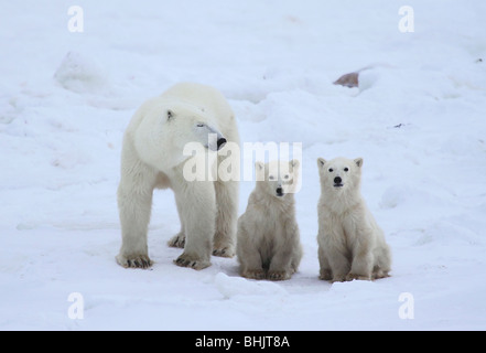 Mutter Eisbär mit zwei 10-11 Monat alten Jungen in der Tundra. Stockfoto