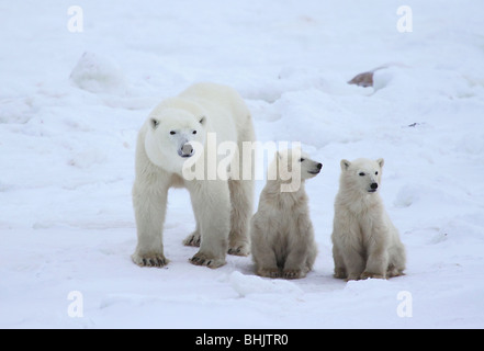 Mutter Eisbär mit zwei 10-11 Monat alten Jungen in der Tundra. Stockfoto