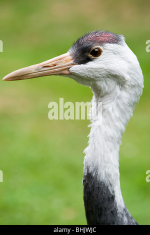 Mit Kapuze Kranich (Grus Monacha). Stockfoto