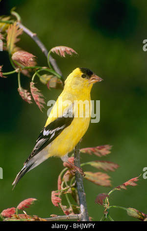 Männliche Stieglitz auf Ast der Eiche im Frühling als offen und entfalten, Midwest USA Stockfoto