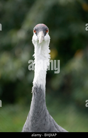 Mit Kapuze Kranich (Grus Monacha). Verwundbar. Threatend Arten. Ostasiatische Verteilung. Binokularsehen zeigen. Stockfoto