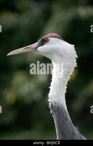 Mit Kapuze Kranich (Grus Monacha). Verwundbar. Threatend Arten. Ostasiatische Verteilung. Stockfoto