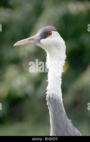 Mit Kapuze Kranich (Grus Monacha). Verwundbar. Threatend Arten. Ostasiatische Verteilung. Stockfoto