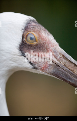 Sibirischen Kranich oder Great White Crane (Leucogeranus leucogeranus). Nictitating Membran, oder "Dritten" augenlid über das Auge gezogen. Stockfoto