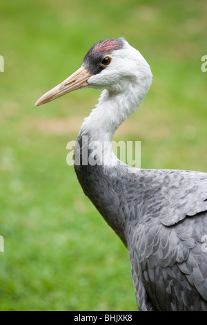 Hooded Crane (Grus monacha). Porträt. Profil. Close Up. Stockfoto