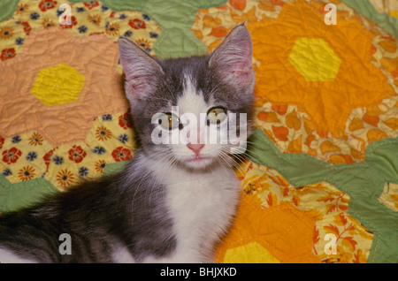 Grau getigerte Katze auf alte handgefertigte Steppdecke Ehering Design, USA Stockfoto