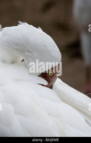 Sibirischen Kranich oder Großen Weißen Kranich (Grus leucogeranus). Putzen. Feder Gefieder Pflege und Wartung. Stockfoto