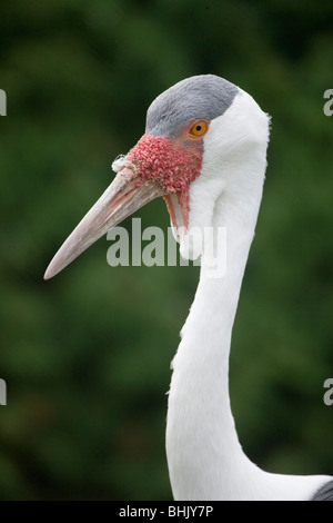 Klunkerkranich (Bugeranus carunculatus Grus). Kopf hoch, die kehllappen unter Unterschnabel hängen. Stockfoto