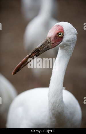 ​Siberian Kran oder Großen Weißen (Leucogeranus leucogeranus). Kopf und Hals. ​Note lange Rechnung tief unter der Oberfläche der Feuchtgebiete für Essen zu sondieren. Stockfoto