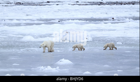 Mutter Eisbär mit zwei 10-11 Monat alten Jungen in der Tundra. Stockfoto