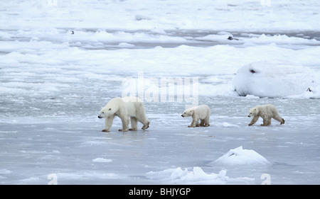 Mutter Eisbär mit zwei 10-11 Monat alten Jungen in der Tundra. Stockfoto