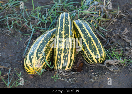 Zucchini-Gemüse-Ernte. Cucurbitaceae. Cucurbita Pepo. Wächst wie eine Feldfrucht. Warten auf die Ernte. Norfolk. Stockfoto