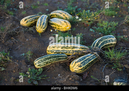 Zucchini-Gemüse-Ernte. Cucurbitaceae. Cucurbita Pepo. Wächst wie eine Feldfrucht. Warten auf die Ernte. Norfolk. Stockfoto