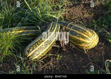 Zucchini-Gemüse-Ernte. Cucurbitaceae. Cucurbita Pepo. Wächst wie eine Feldfrucht. Warten auf die Ernte. Norfolk. Stockfoto